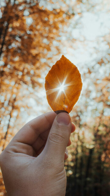 Sunlight Through Autumn Leaf Spiritual Manifestation Aesthetic Wallpaper