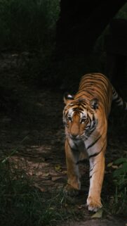 Majestic Bengal Tiger Stalking in Dark Forest Mobile Wallpaper