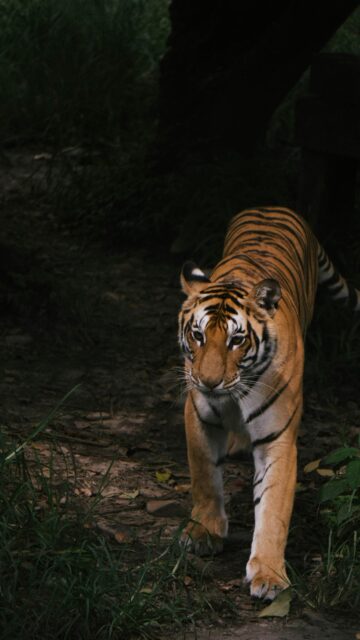 Majestic Bengal Tiger Stalking in Dark Forest Mobile Wallpaper