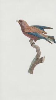 Vintage Illustration of a Colorful Exotic Bird on a Tree Branch Wallpaper