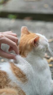 Cute Ginger and White Cat Being Pet Mobile Wallpaper