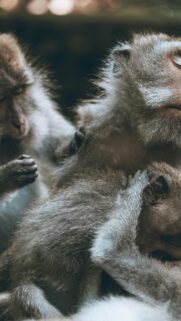 Heartwarming Macaque Monkey Family Bonding Mobile Wallpaper