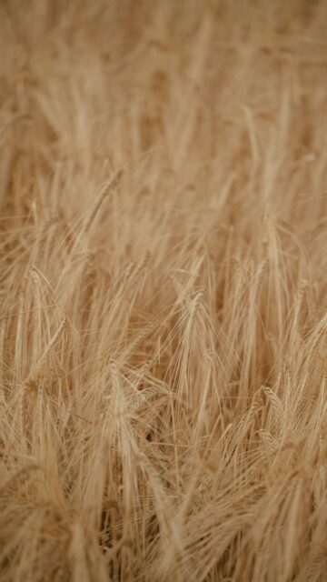 Golden Ripe Wheat Field Macro Phone Wallpaper