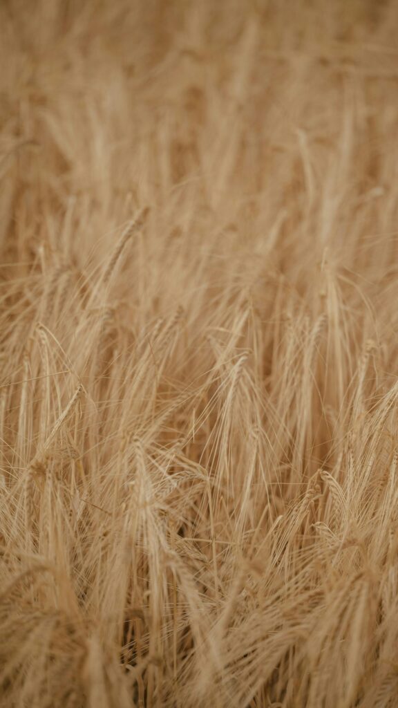 Golden Ripe Wheat Field Macro Phone Wallpaper