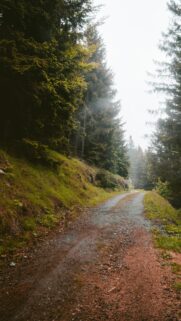 Misty Forest Mountain Trail Nature Mobile Wallpaper