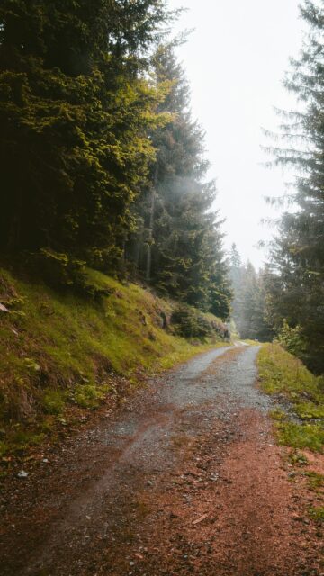 Misty Forest Mountain Trail Nature Mobile Wallpaper