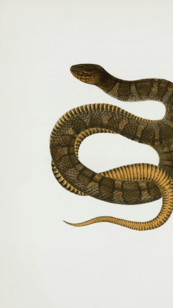 Vintage Scientific Illustration of a Coiled Patterned Snake Wallpaper