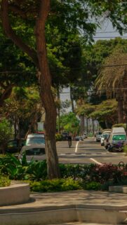 Serene Tree-Lined Urban Street Cycling Scene Mobile Wallpaper