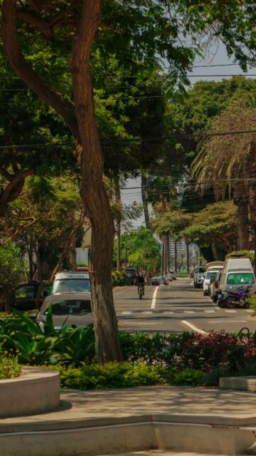Serene Tree-Lined Urban Street Cycling Scene Mobile Wallpaper