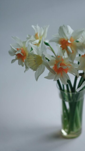 Delicate Spring Daffodils in a Glass Vase Aesthetic Mobile Wallpaper