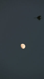 Waning Gibbous Moon and Flight Spiritual Celestial Sky Wallpaper