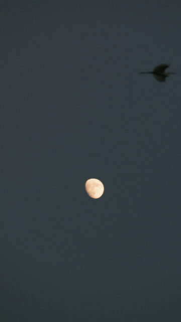 Waning Gibbous Moon and Flight Spiritual Celestial Sky Wallpaper