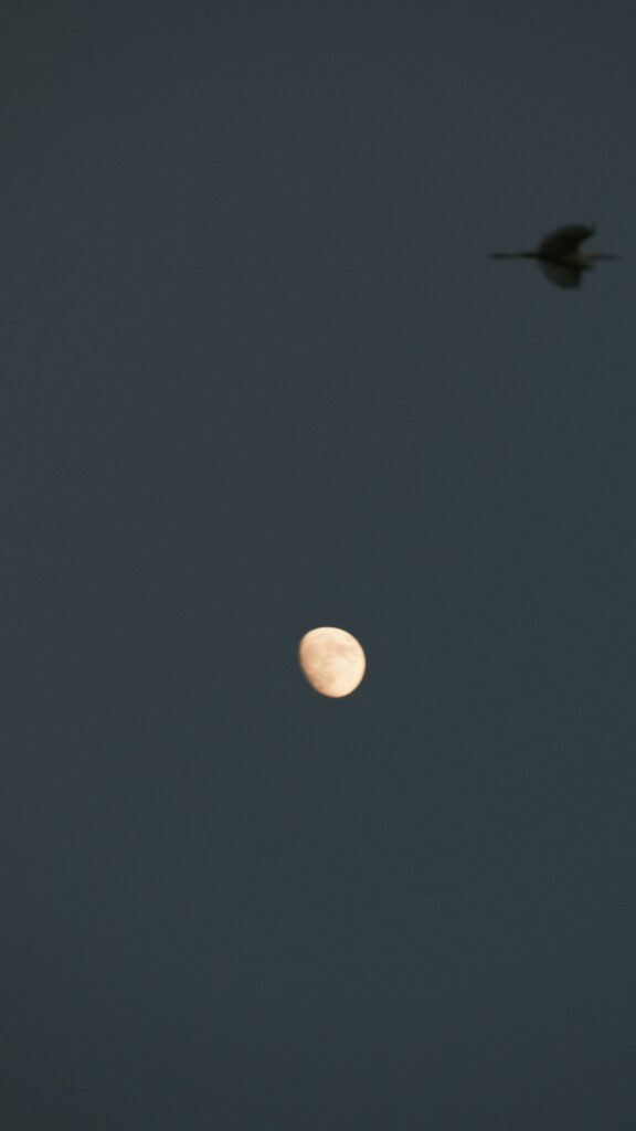 Waning Gibbous Moon and Flight Spiritual Celestial Sky Wallpaper