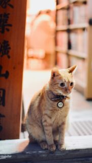 Cute Orange Tabby Cat with Collar Sitting in Library Mobile Wallpaper