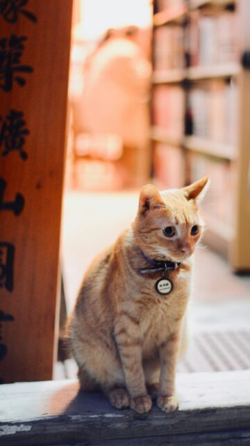Cute Orange Tabby Cat with Collar Sitting in Library Mobile Wallpaper