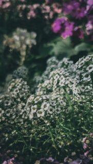 Macro Alyssum Flowers in Soft Garden Light Mobile Wallpaper