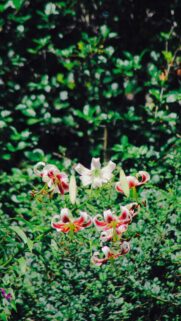 Stunning Martagon Lily Flowers in Garden Nature Mobile Wallpaper
