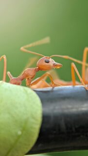 Macro Photography Red Weaver Ant Nature Close-Up Mobile Wallpaper