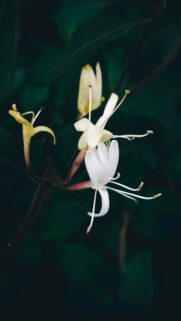 Elegant Honeysuckle Flowers Bloom in Moody Garden Macro Wallpaper