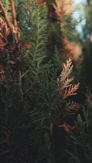 Macro Photography of Thuja Cedar Tree Branches with Autumn Tones Wallpaper