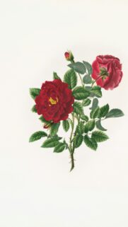 Vintage Botanical Red Rose Illustration Mobile Phone Wallpaper