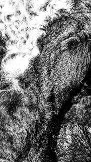 Abstract Monochrome Animal Fur Texture Close-Up Mobile Wallpaper