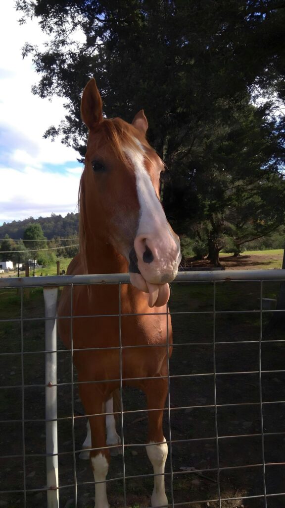 Funny Chestnut Horse Sticking Its Tongue Out Mobile Wallpaper