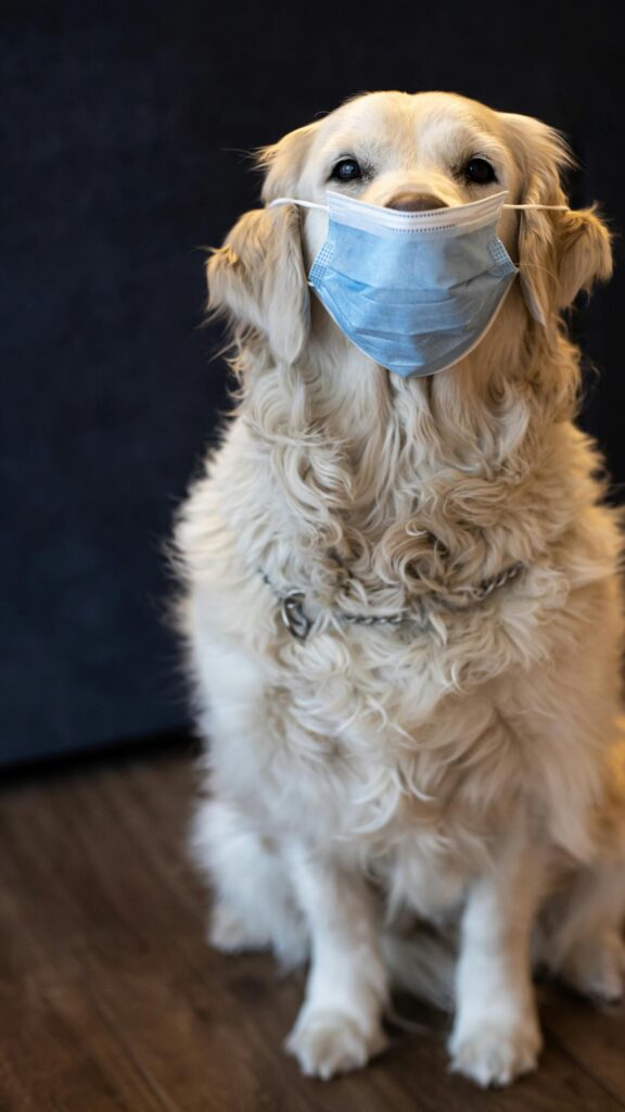 Cute Golden Retriever Wearing a Surgical Mask Mobile Wallpaper