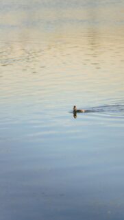 Minimalist Lonely Duck Swimming on Calm Lake Mobile Wallpaper