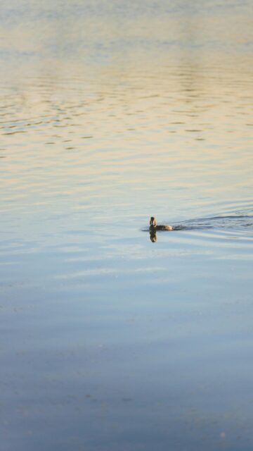 Minimalist Lonely Duck Swimming on Calm Lake Mobile Wallpaper