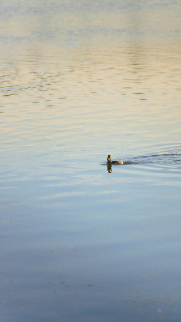 Minimalist Lonely Duck Swimming on Calm Lake Mobile Wallpaper
