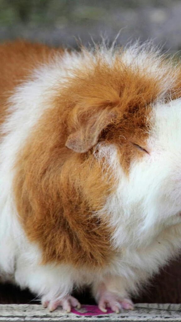 Adorable Sleeping Guinea Pig Close-Up Mobile Phone Wallpaper