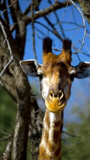 Majestic Giraffe Face Close Up in Natural Wildlife Portrait Wallpaper