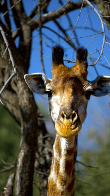 Majestic Giraffe Face Close Up in Natural Wildlife Portrait Wallpaper