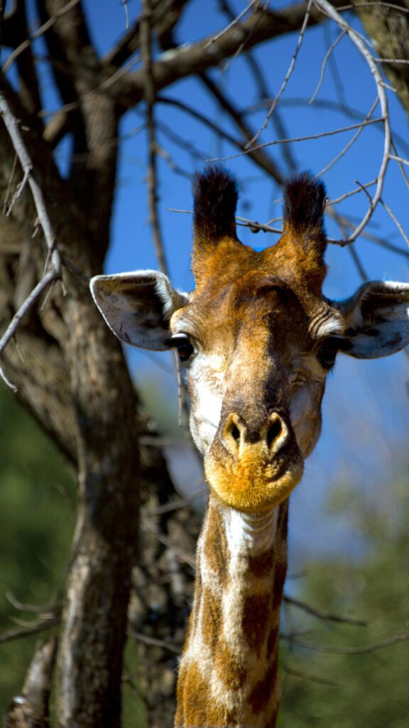 Majestic Giraffe Face Close Up in Natural Wildlife Portrait Wallpaper