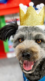 Funny Dog Wearing a Glittering Gold Crown Portrait Wallpaper