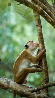 Majestic Toque Macaque Climbing a Forest Tree Mobile Wallpaper