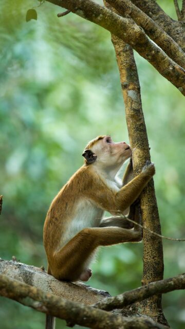 Majestic Toque Macaque Climbing a Forest Tree Mobile Wallpaper