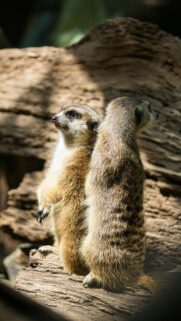 Two Cute Meerkats Standing on a Log Nature Mobile Wallpaper