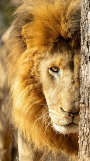 Majestic Lion Peeking From Behind a Tree Close-up Mobile Wallpaper