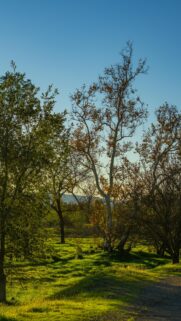 Sunlit California Sycamore Tree in Golden Hour Forest Wallpaper