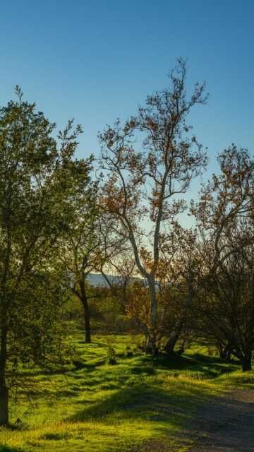 Sunlit California Sycamore Tree in Golden Hour Forest Wallpaper