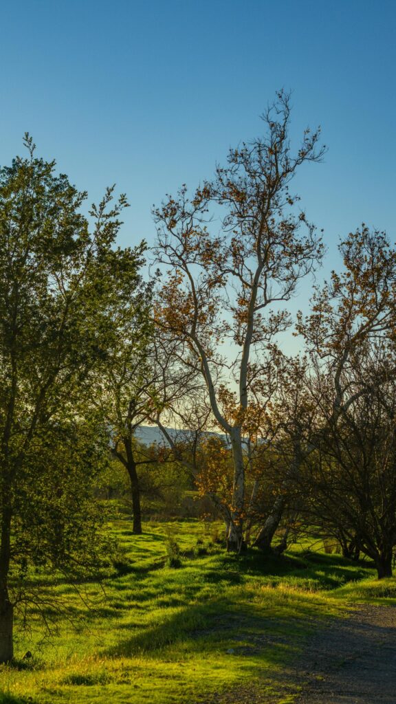 Sunlit California Sycamore Tree in Golden Hour Forest Wallpaper