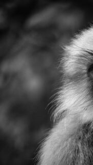 Monochrome Macaque Portrait Close Up Mobile Wallpaper