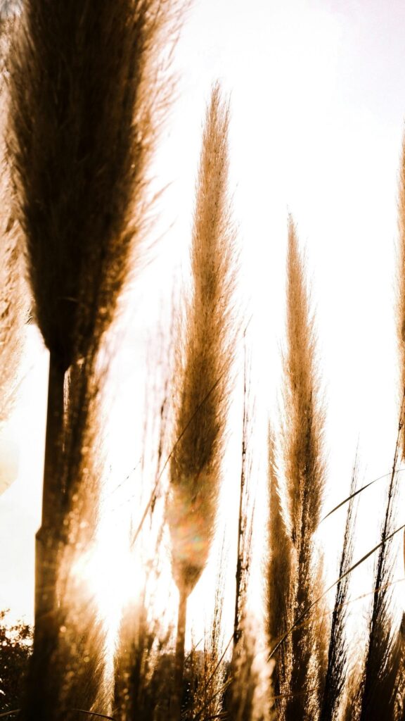 Golden Pampas Grass Silhouettes Against Sunset Mobile Wallpaper