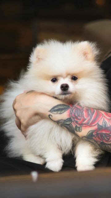 Cute Fluffy White Pomeranian Dog Held in Tattooed Arms Wallpaper