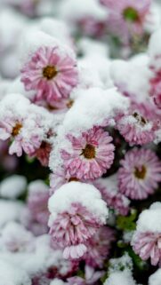 Frozen Pink Chrysanthemum Flowers in Snow Mobile Wallpaper
