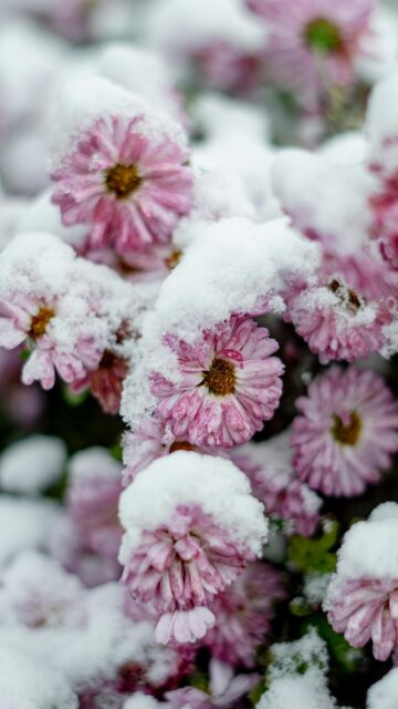 Frozen Pink Chrysanthemum Flowers in Snow Mobile Wallpaper