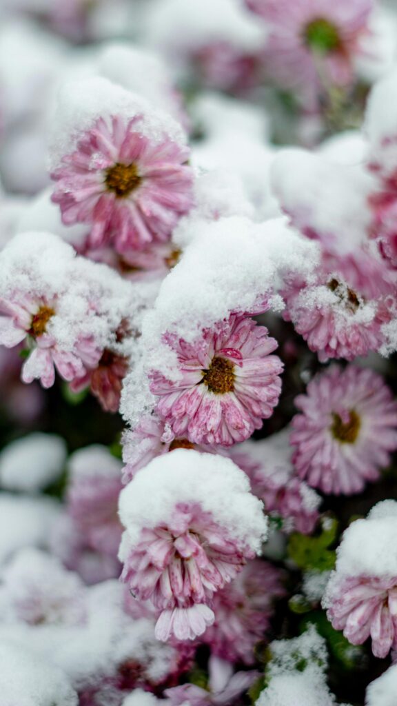 Frozen Pink Chrysanthemum Flowers in Snow Mobile Wallpaper