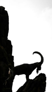 Majestic Capricorn Zodiac Mountain Goat Minimalist Ambition Wallpaper